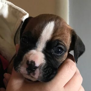 Meet your Posher, Amy